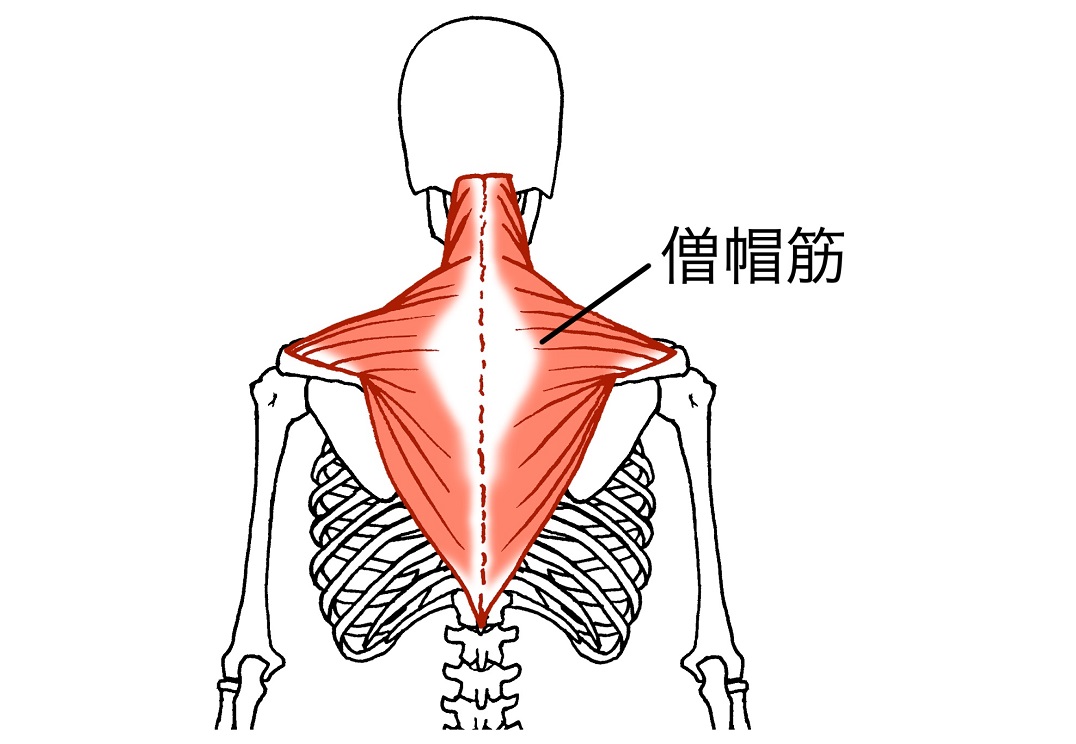 肩の筋肉「僧帽筋」上部・中部・下部を鍛える筋トレ6選｜首を太くする、肩を大きくする | トレーニング ×スポーツ『MELOS』