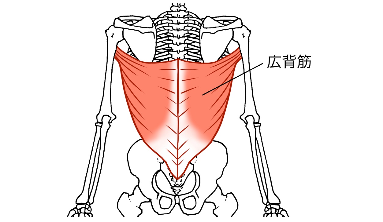 広背筋の筋肉図