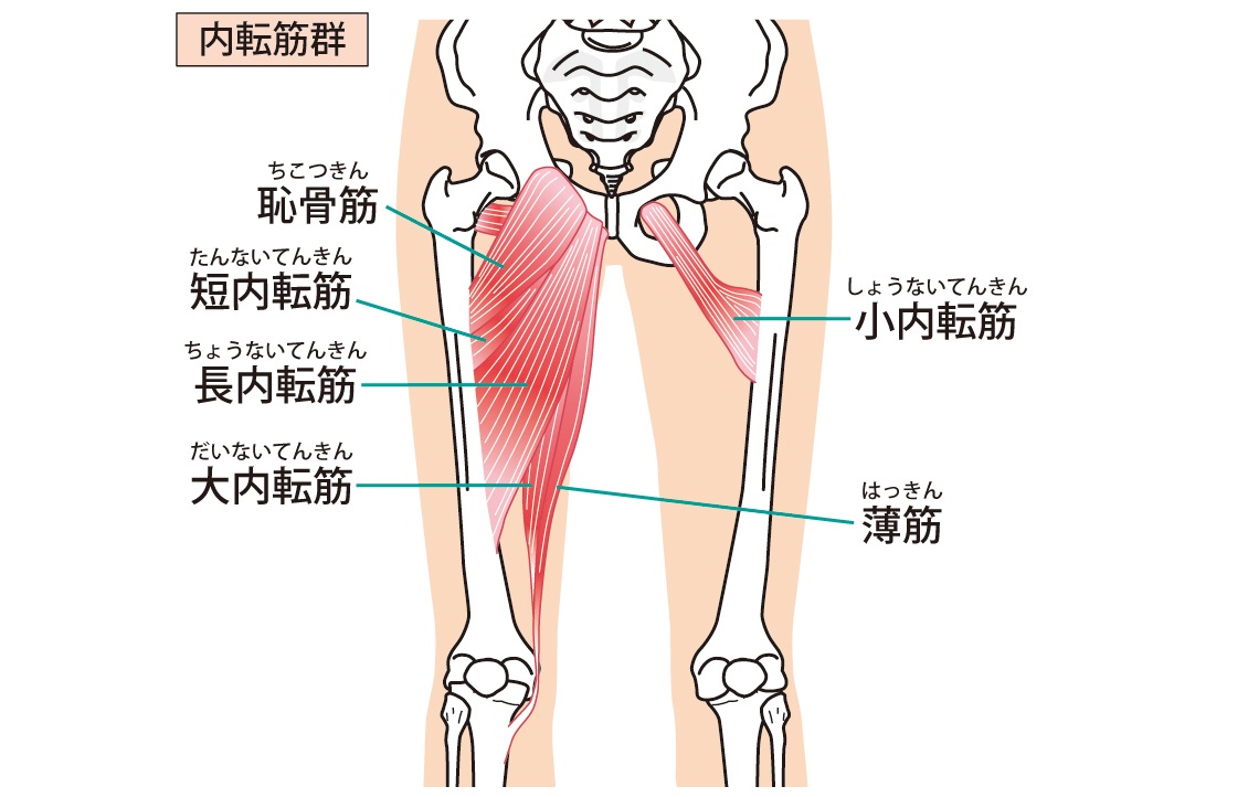 太ももの内側「内転筋」を鍛える筋トレ＆ストレッチ7選 | トレーニング