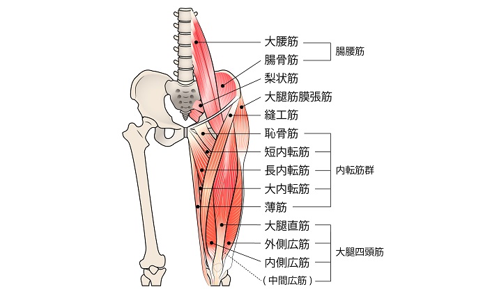 股関節のまわりにある筋肉の絵
