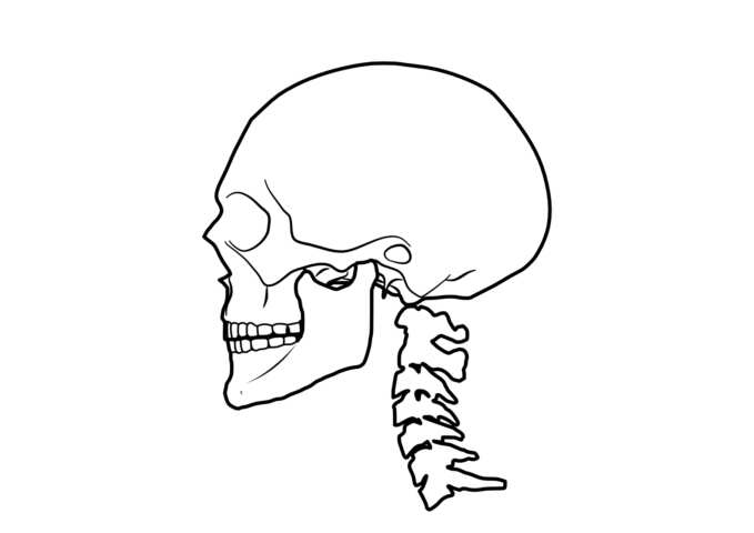 首の骨