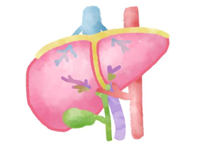 炭酸水は肝臓に悪いって本当？