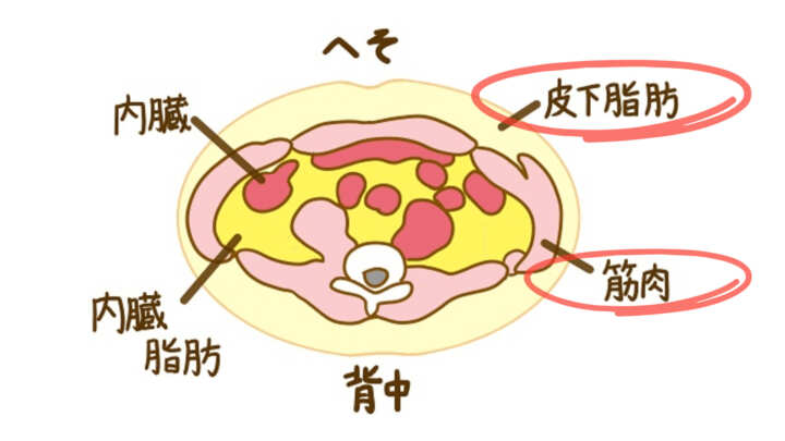 腹筋　割る　脂肪　筋肉