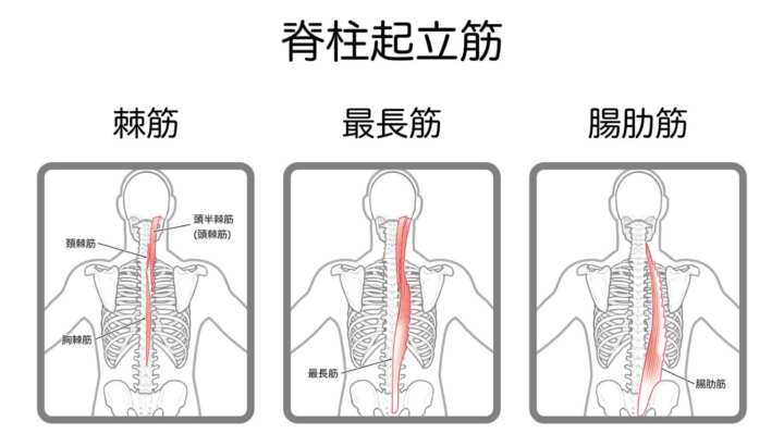 脊柱起立筋