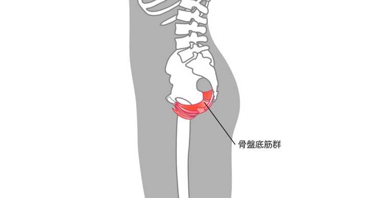 骨盤底筋群