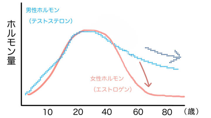 男性ホルモン　女性ホルモン