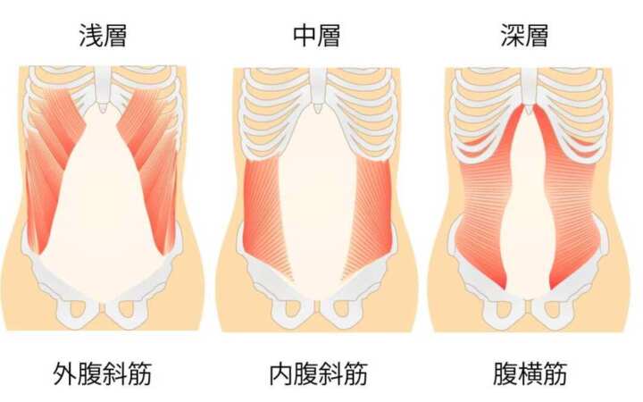 腹斜筋・腹横筋