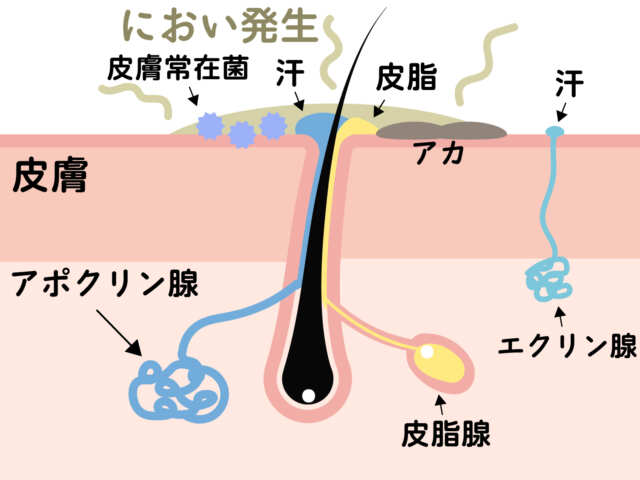 汗腺