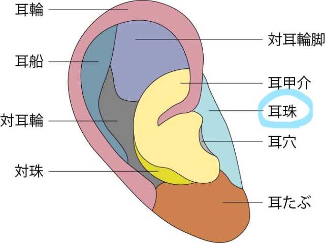 耳珠