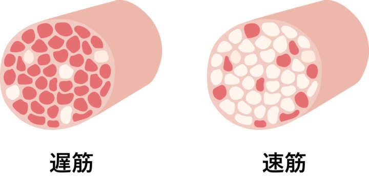 遅筋・速筋