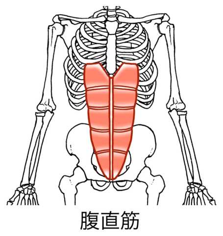 腹直筋
