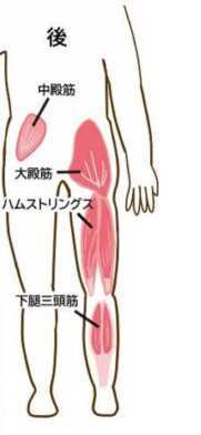 ハムストリングス・大臀筋・下腿三頭筋