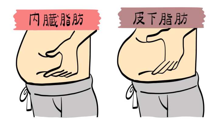 内臓脂肪と皮下脂肪