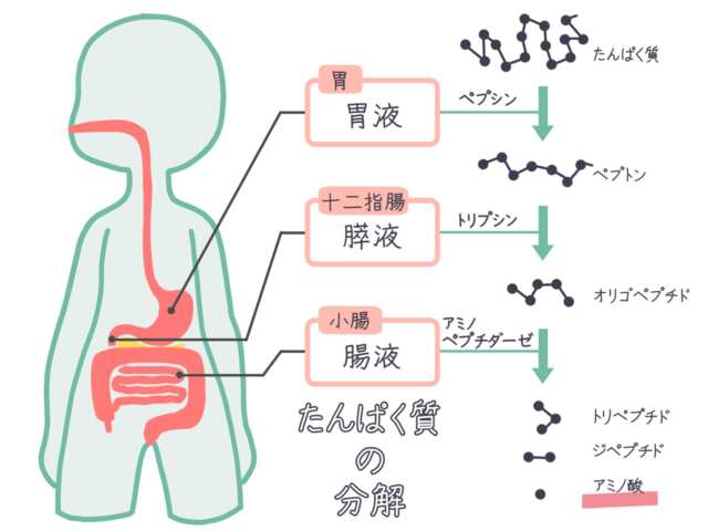 アミノ酸