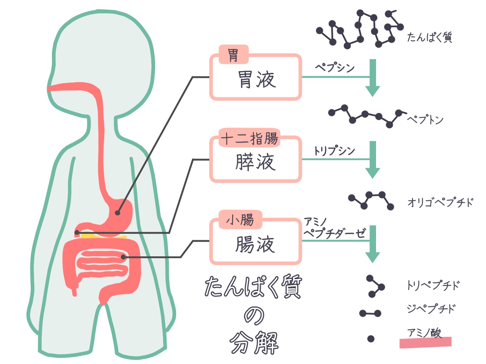 アミノ酸