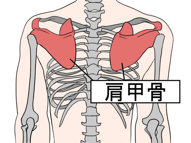 肩甲骨
