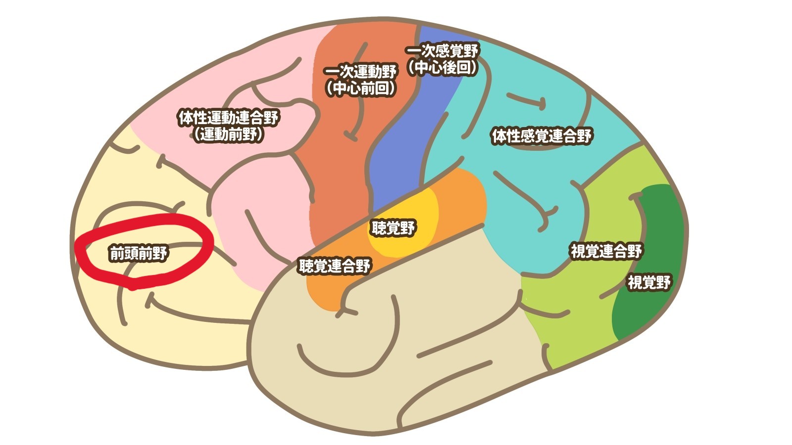 前頭前野