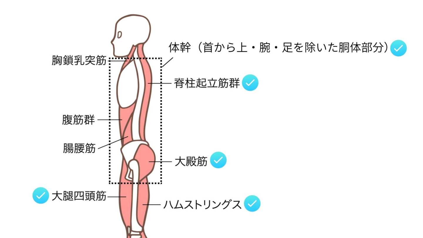 スクワットで鍛えられる筋肉