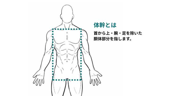 体幹