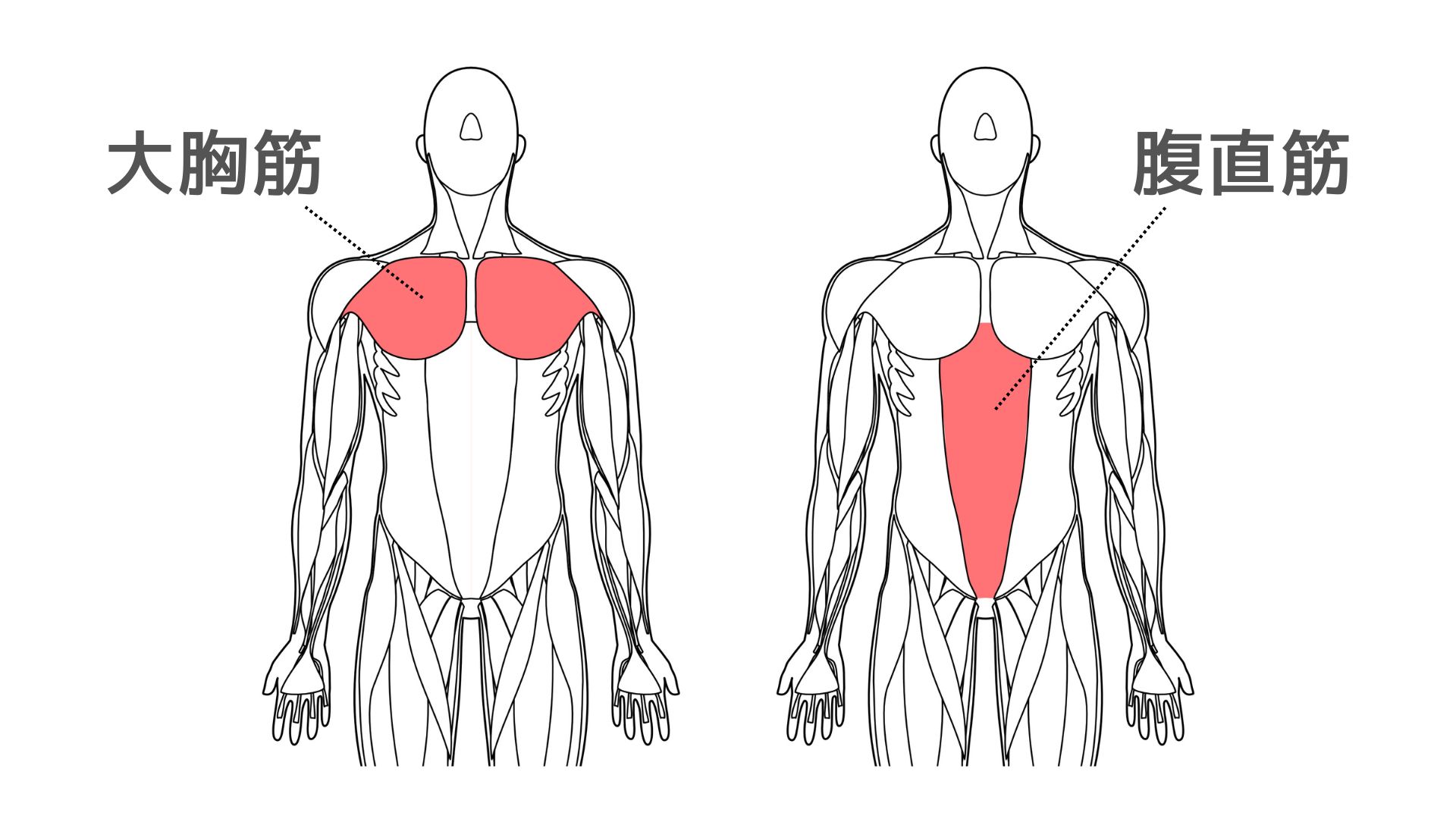 大胸筋_腹直筋