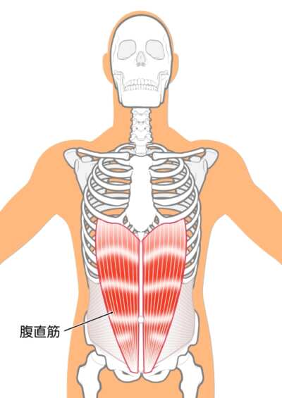 腹直筋