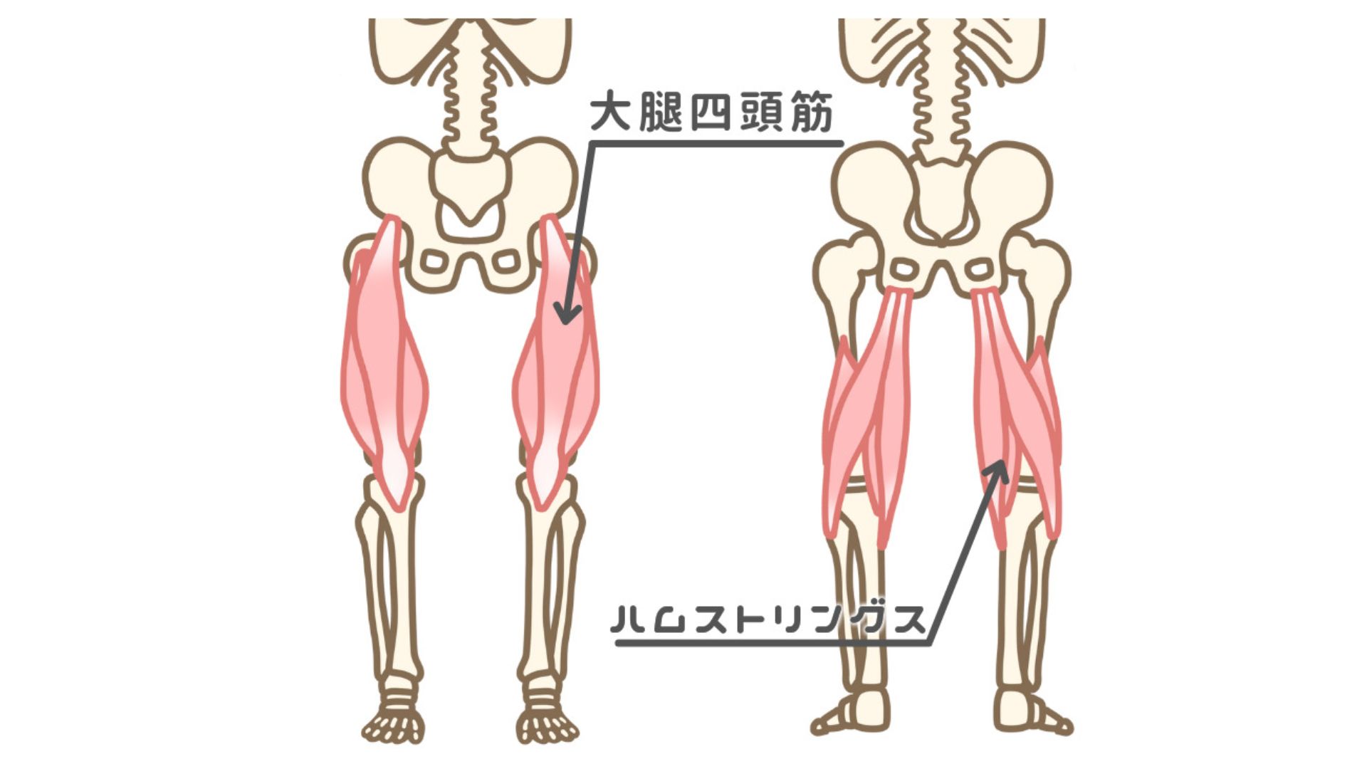 大腿四頭筋_ハムストリングス