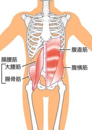 腹横筋・腸腰筋
