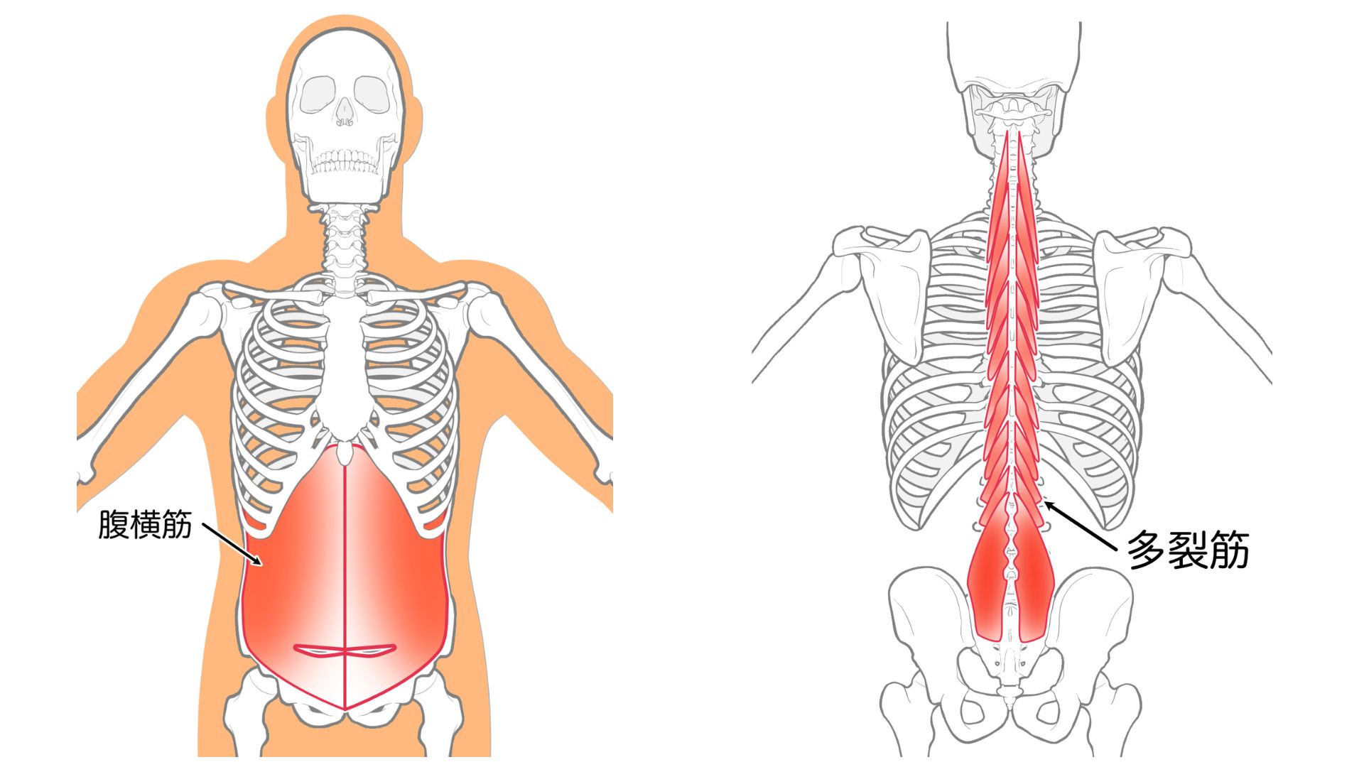 腹横筋＿多裂筋