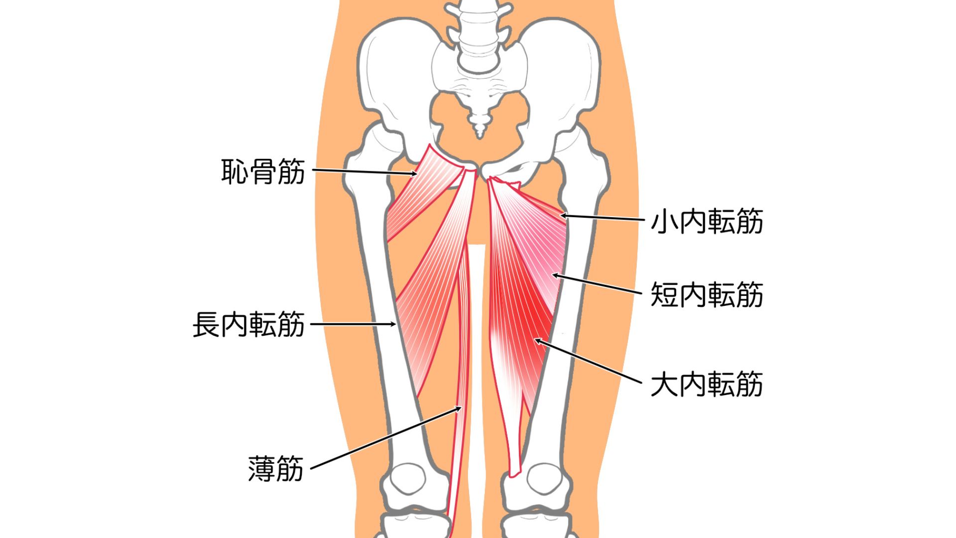 内転筋