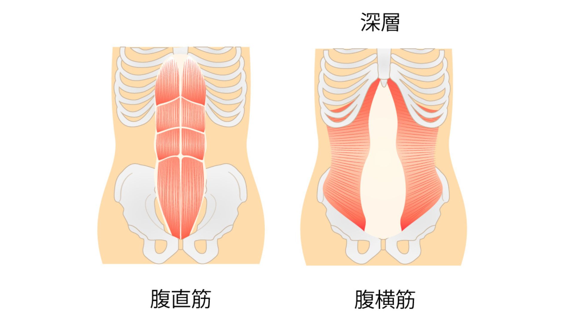 腹横筋_腹直筋