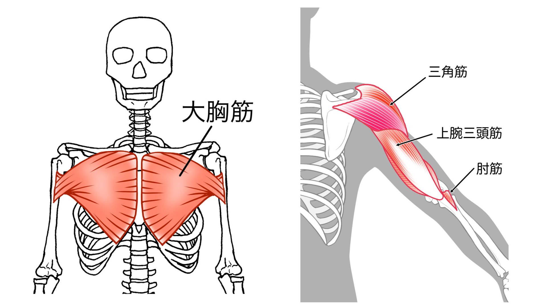 大胸筋・上腕三頭筋・三角筋