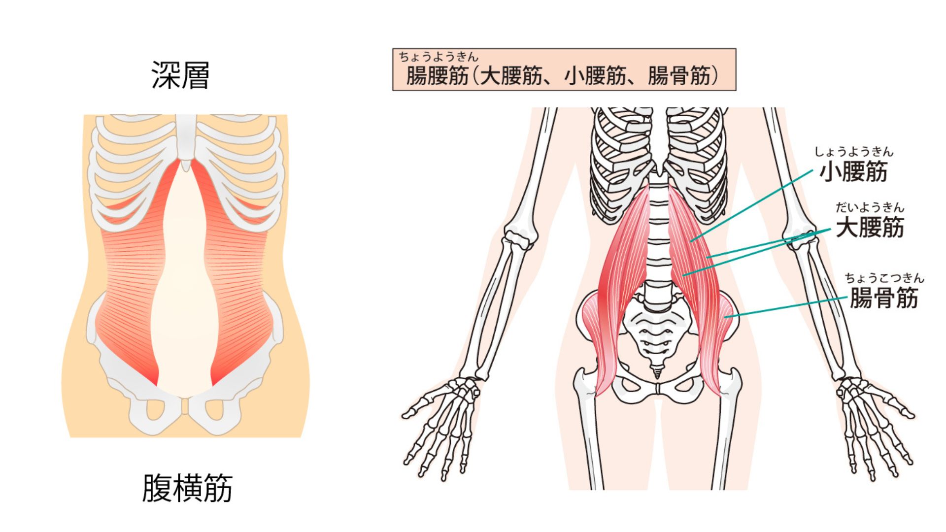 腹横筋＿腸腰筋