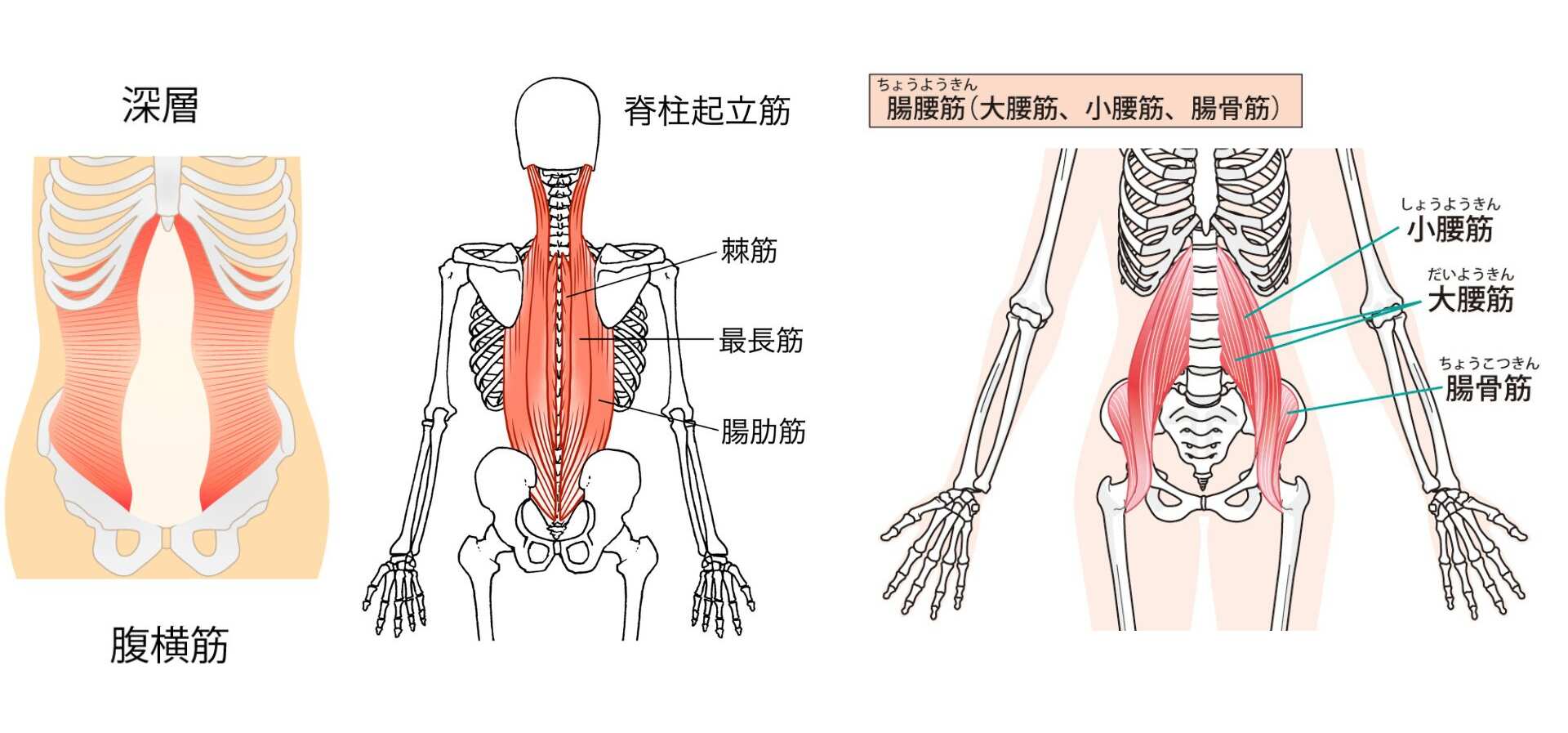腹横筋＿脊柱起立筋＿腸腰筋