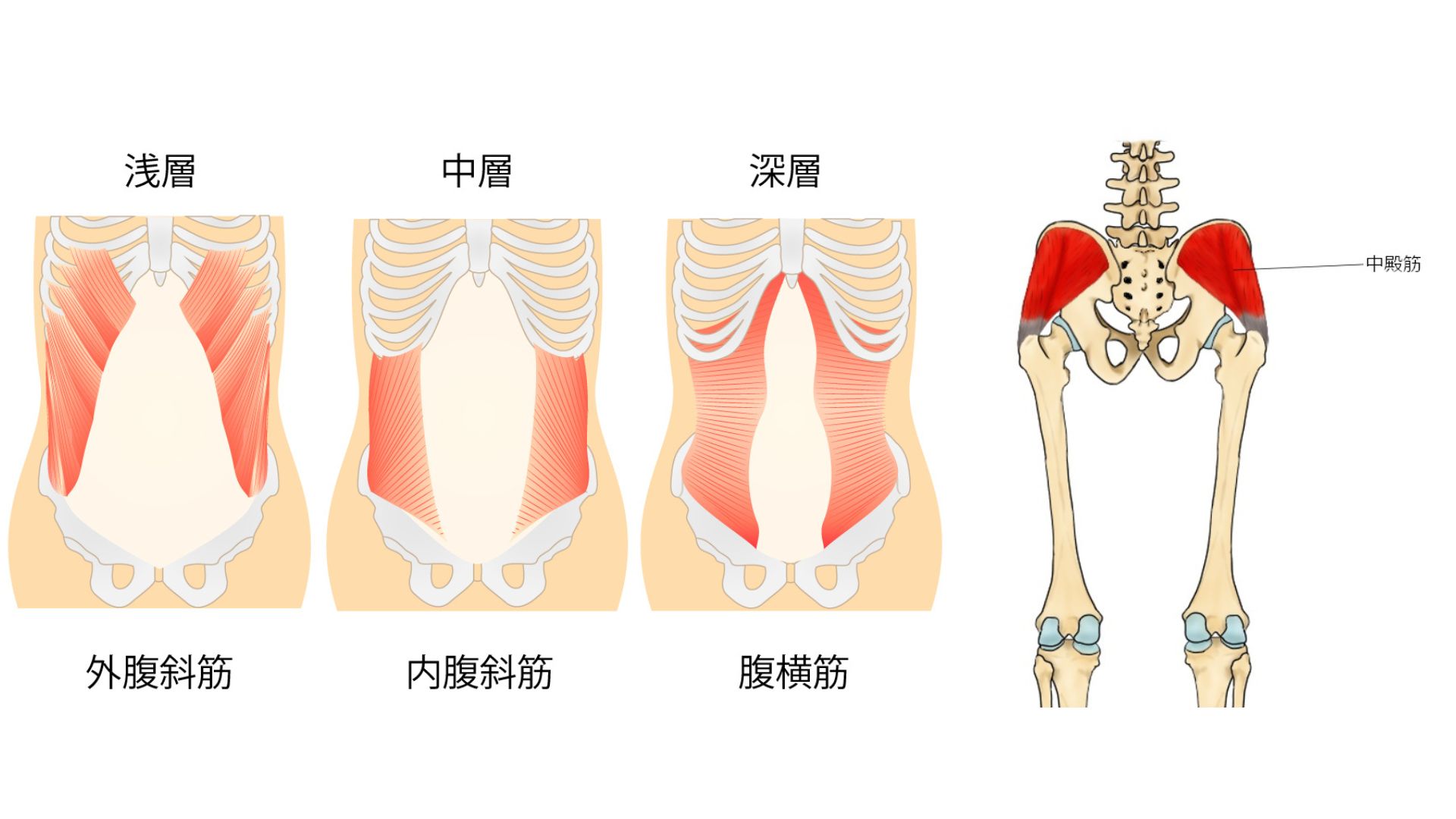 腹横筋 腹斜筋 中殿筋