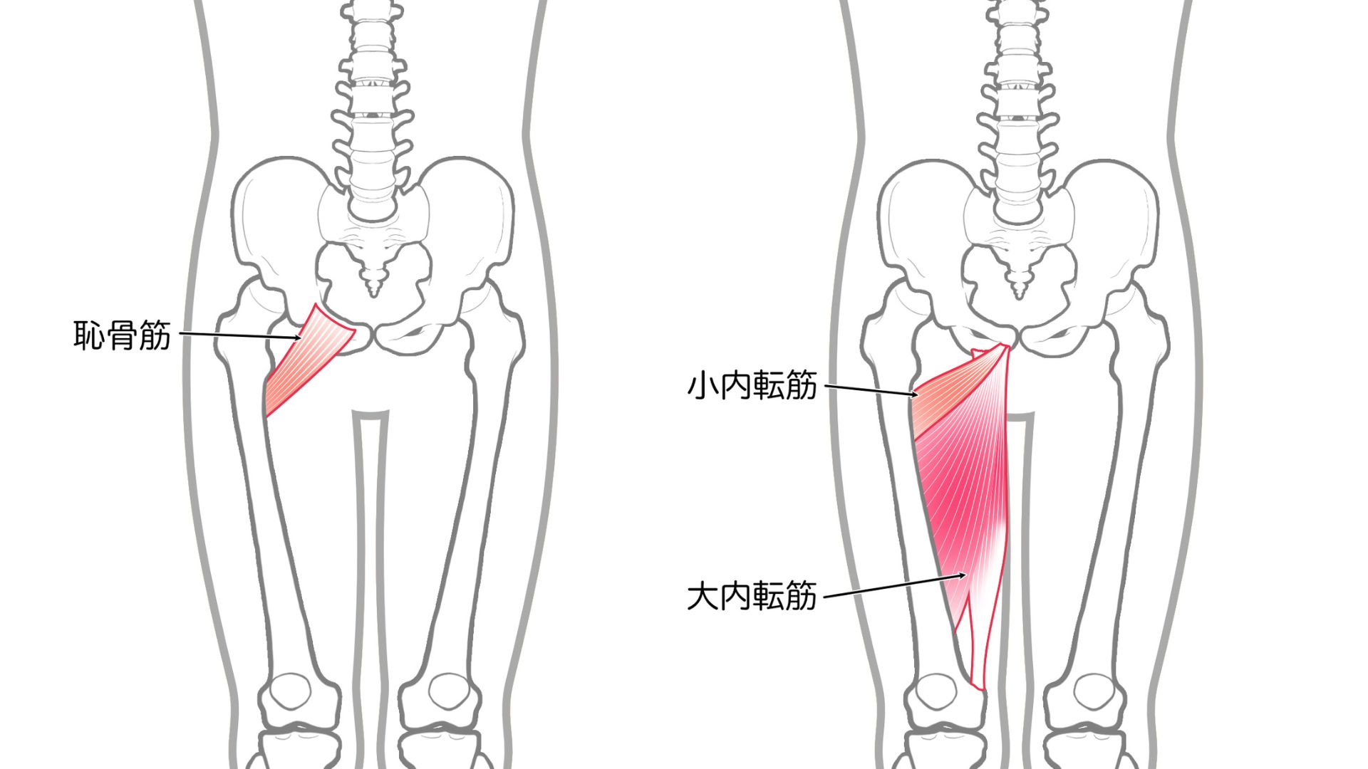 内転筋_恥骨筋_小内転筋_大内転筋