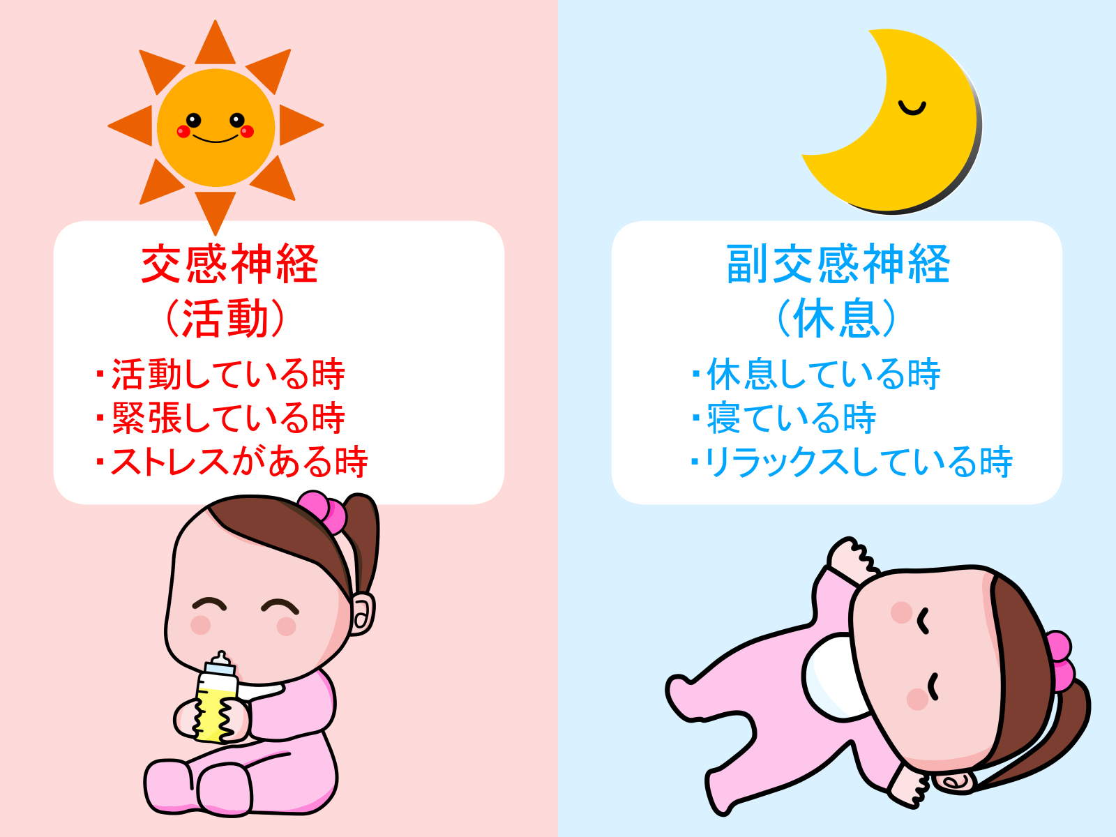 交感神経_副交感神経