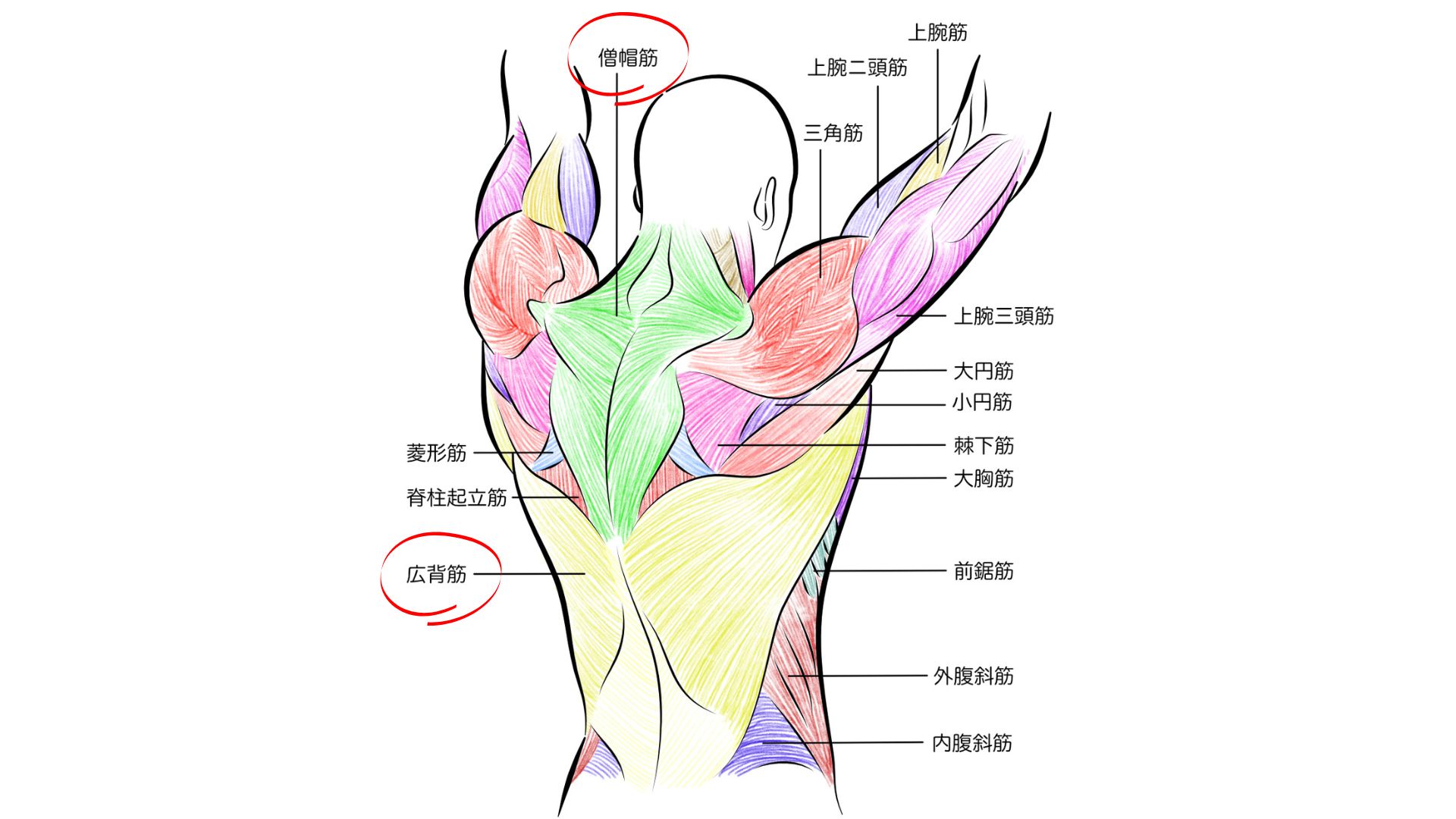 広背筋_僧帽筋