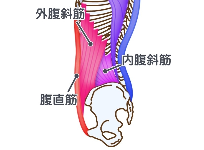 腹筋＿骨盤＿背骨