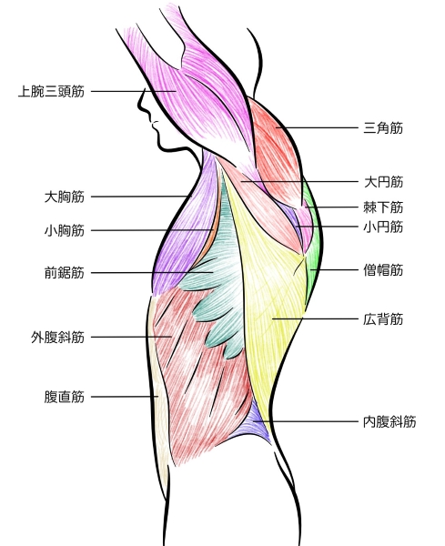 三角筋＿上腕三頭筋＿大胸筋
