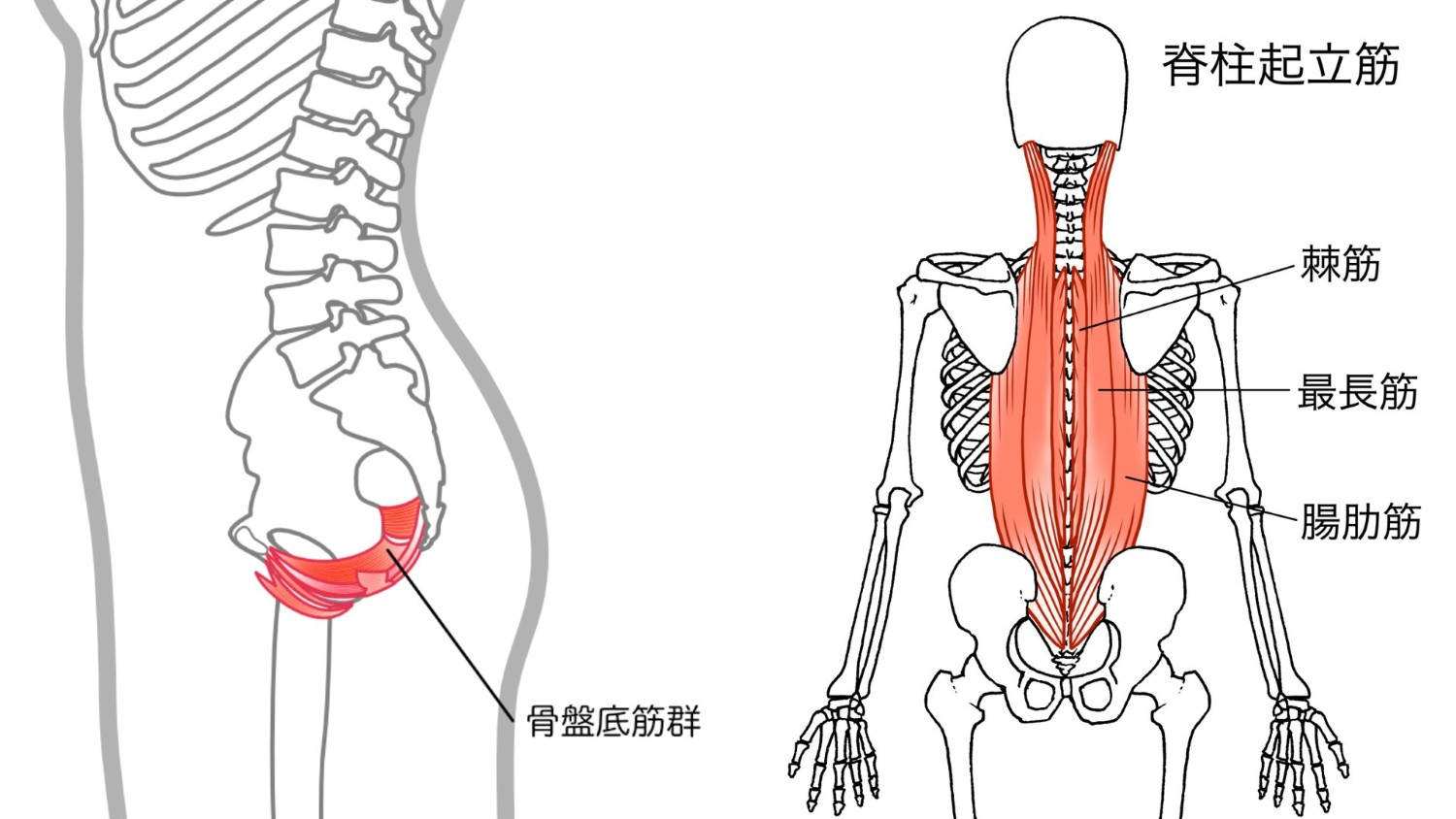 骨盤底筋群＿脊柱起立筋