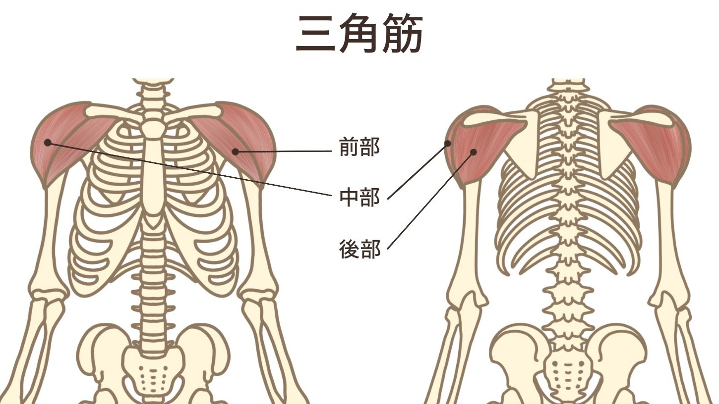 三角筋前部
