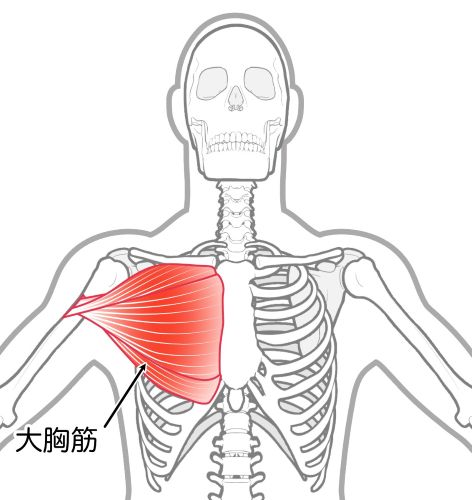 大胸筋