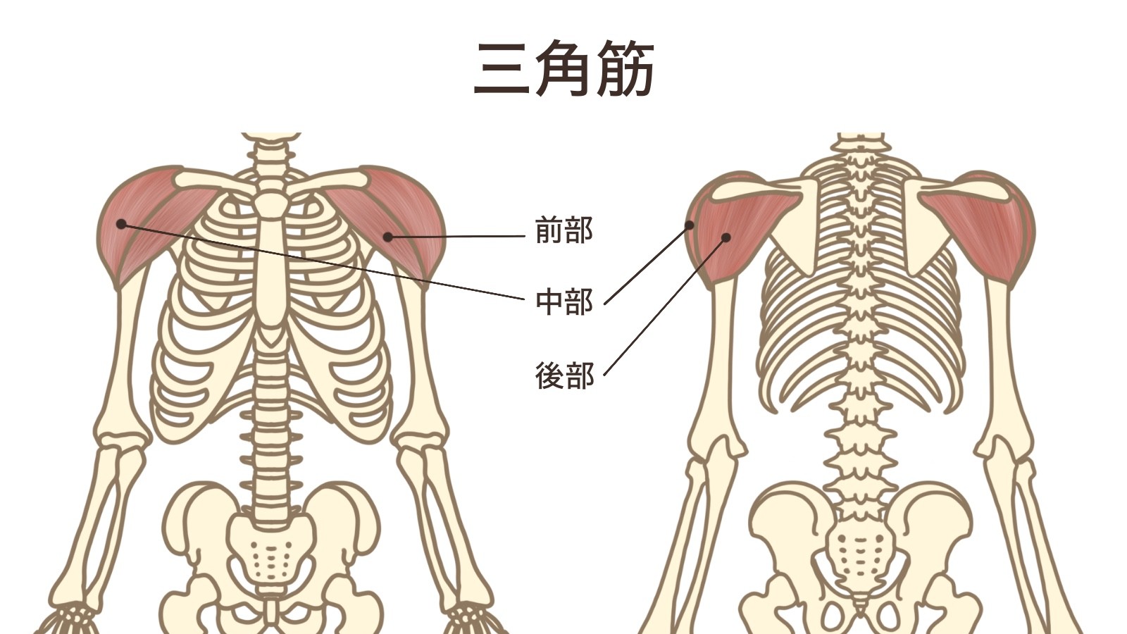 三角筋