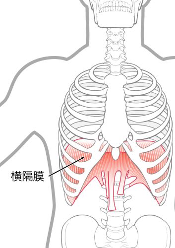肋骨