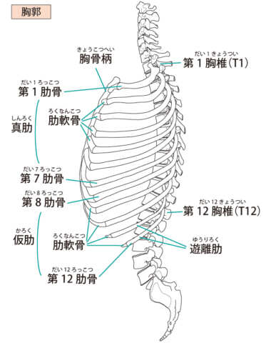 肋骨・腰椎