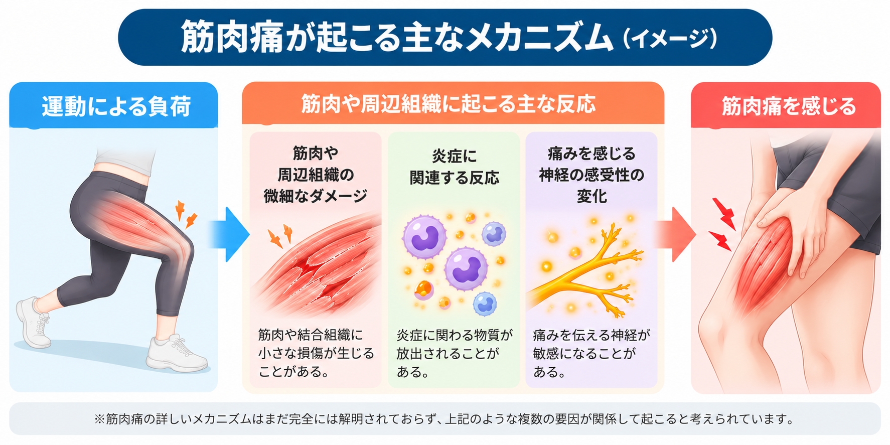 筋肉痛のメカニズムイメージ