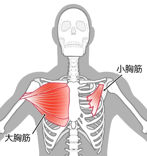 小胸筋