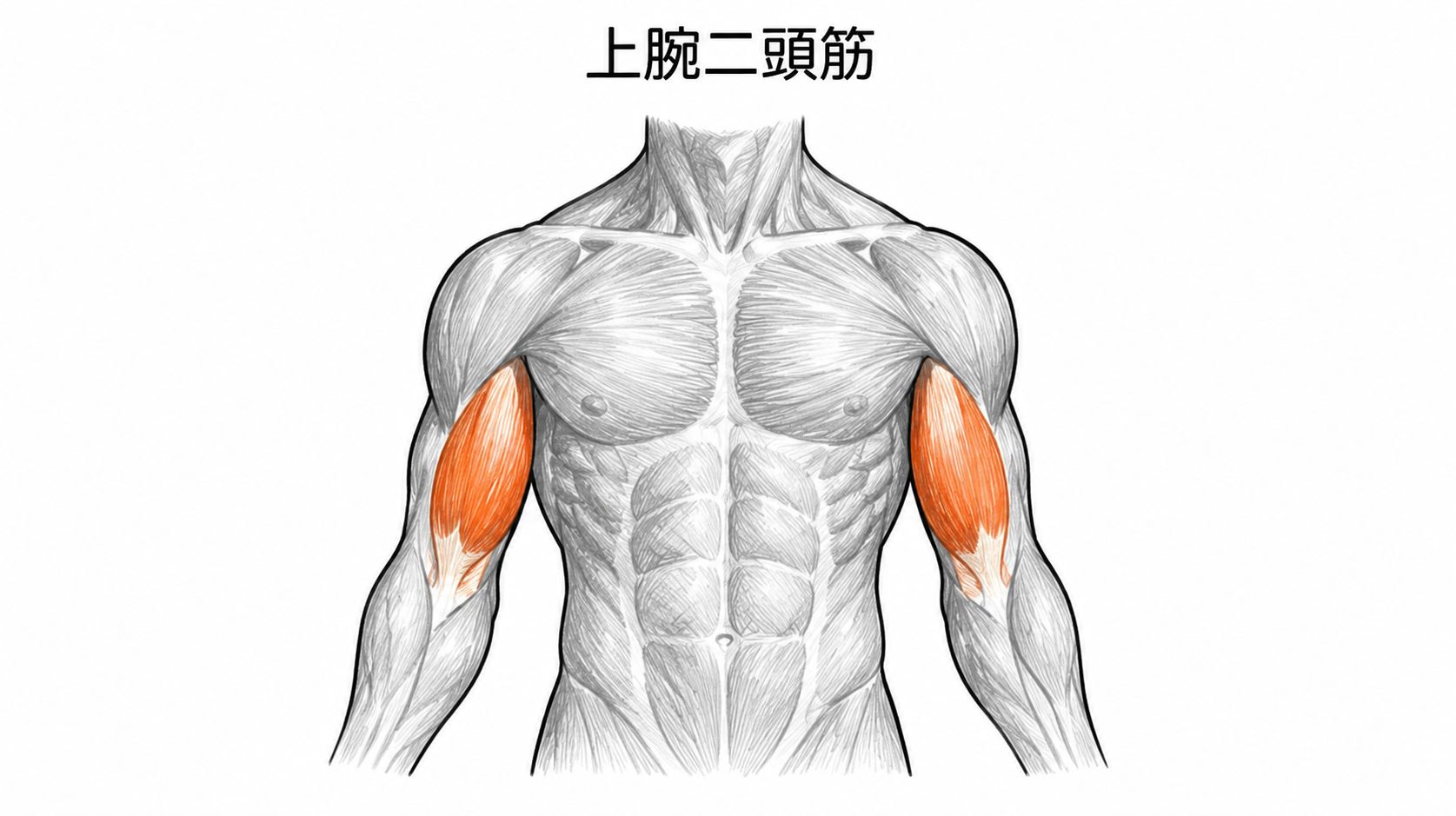 上腕二頭筋の解剖学イラスト