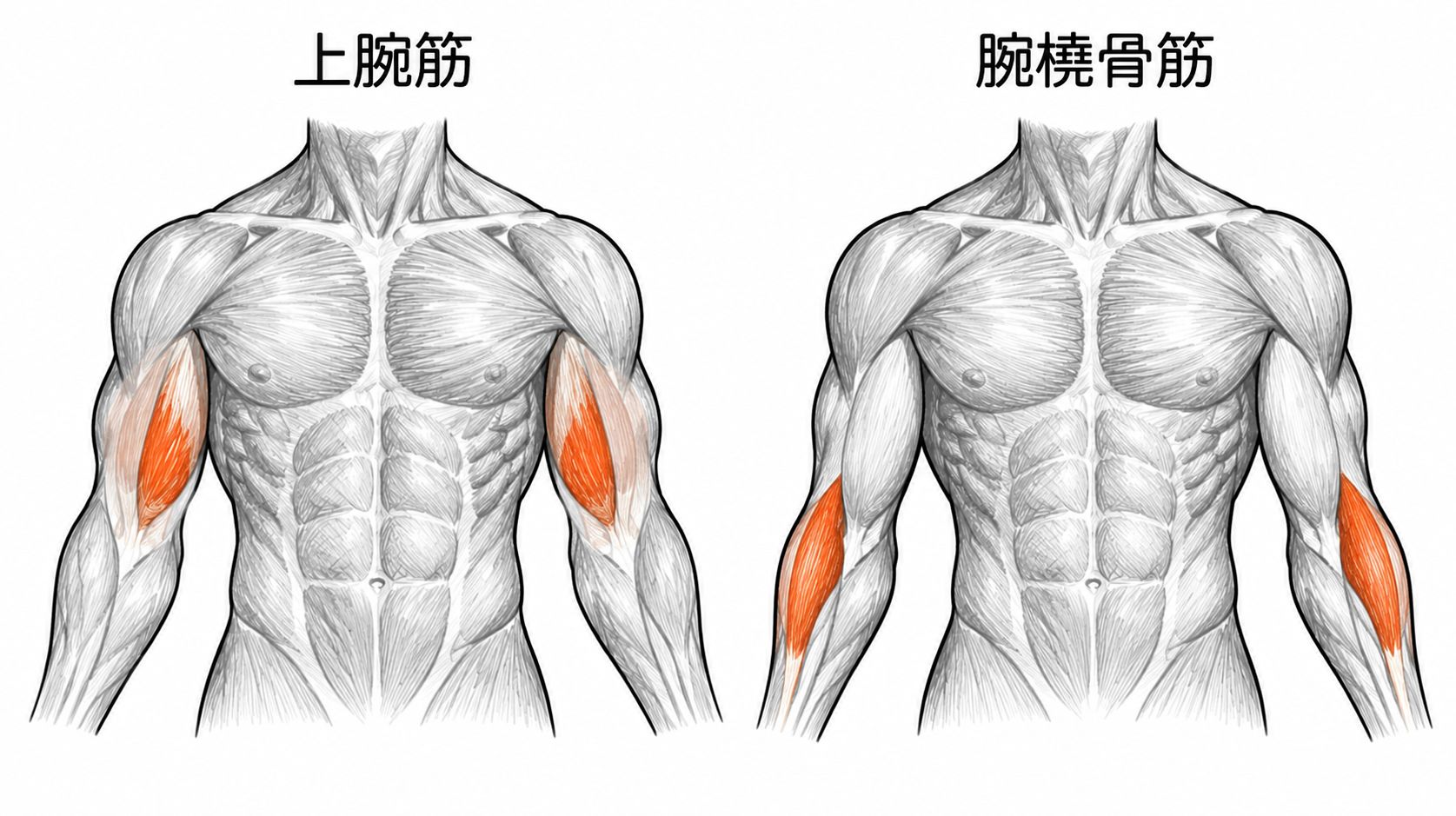 上腕筋と腕橈骨筋の解剖図
